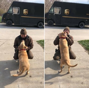 17 собак, которые любят своего водителя UPS