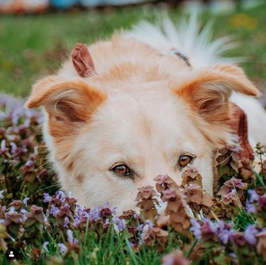 18 honden die eraan herinnerden de bloemen te stoppen en eraan te ruiken