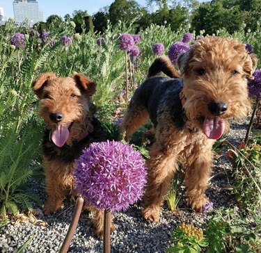花を止めて匂いを嗅ぐことを忘れない18匹の犬 