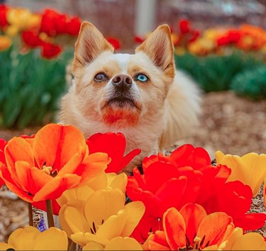 18 psů, kteří nezapomněli zastavit a přivonět ke květinám