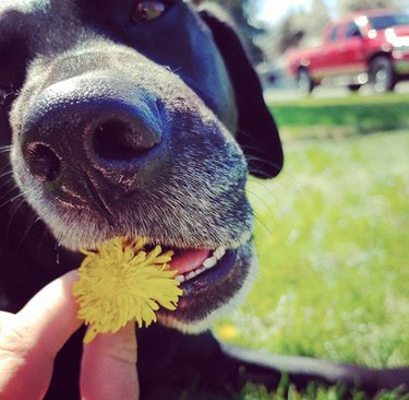 花を止めて匂いを嗅ぐことを忘れない18匹の犬 
