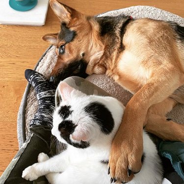 17 honden genieten van hun onderlinge vriendschappen