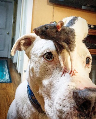 17 psů užívajících si mezidruhová přátelství