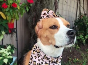 17 honden die stijlvolle fashionista s zijn