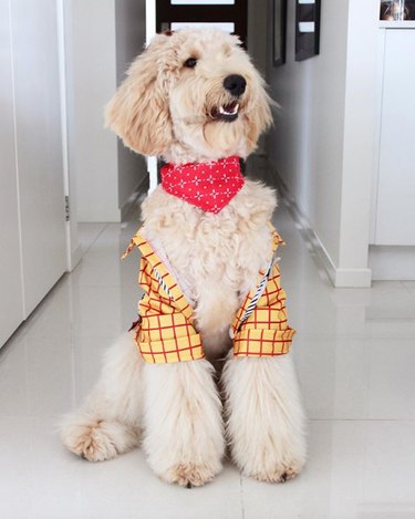 17 chiens qui sont des fashionistas stylées
