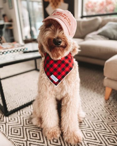 17 собак, которые являются стильными модницами