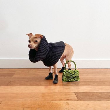 17 psů, kteří jsou styloví módisté