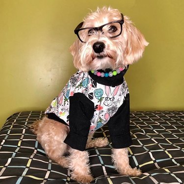 17 собак, которые являются стильными модницами