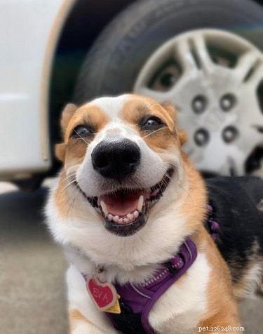 18 cachorros realmente felizes