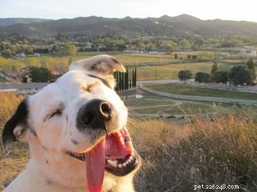 18 действительно счастливых щенков 