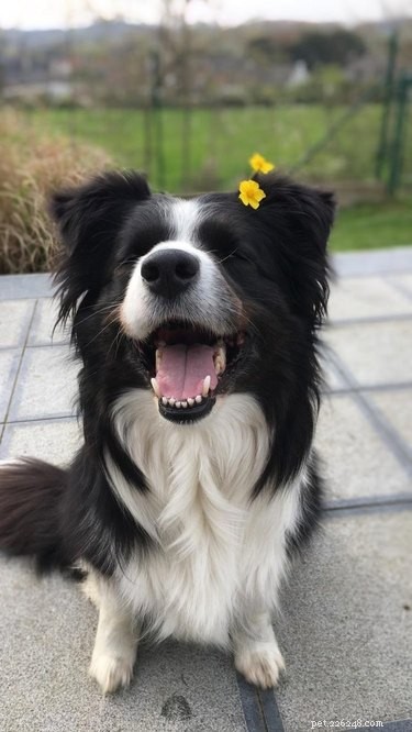 18 cachorros realmente felizes