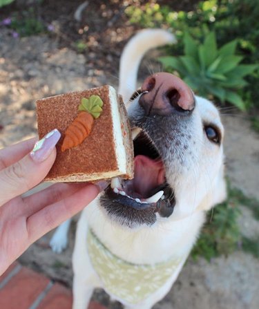 19 cães que adoram comida
