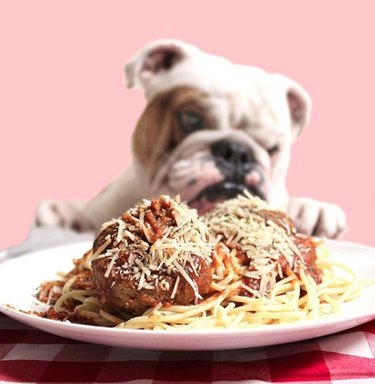 19 hundar som är totala matälskare