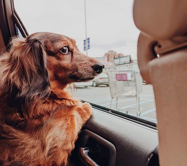 18 chiens qui font une bonne promenade en voiture