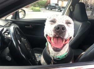 18 hundar som åker på en jävla bra biltur