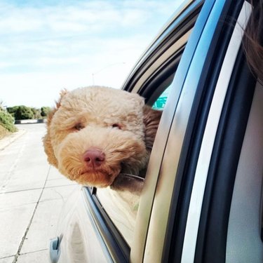 18 hundar som åker på en jävla bra biltur