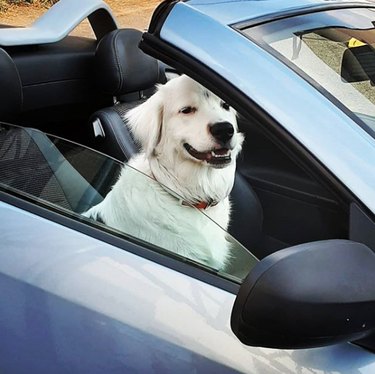 18 собак катаются на чертовски хорошей машине