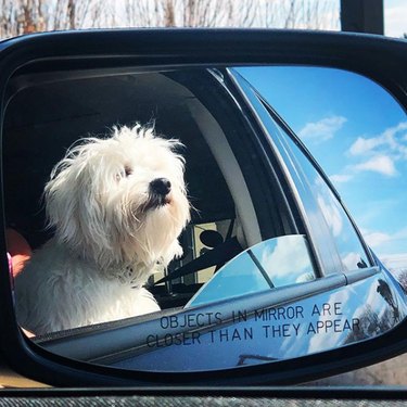 18 psů vyráží na parádní jízdu autem