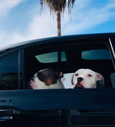 18 cani che fanno un bel giro in macchina