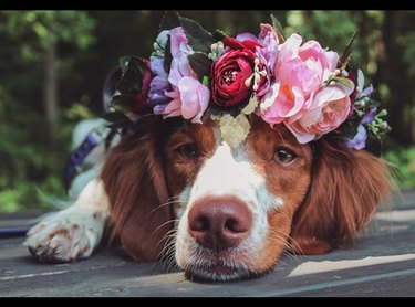 花の冠できれいに見えるちょうど18匹の犬 