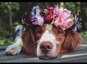 Slechts 18 honden die er mooi uitzien in bloemkronen