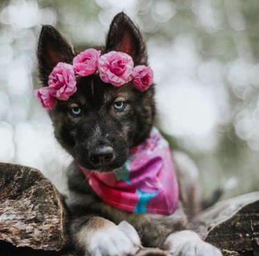 Jen 18 psů vypadajících krásně v květinových korunách