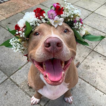 Solo 18 cani belli con corone di fiori