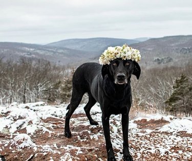 Всего 18 собак в цветочных коронах