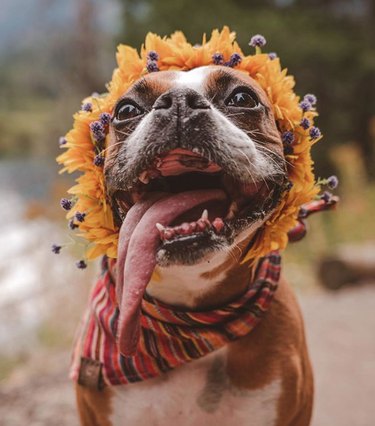 Seulement 18 chiens jolis dans des couronnes de fleurs