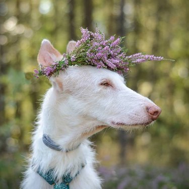 Solo 18 cani belli con corone di fiori