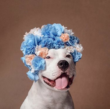 Slechts 18 honden die er mooi uitzien in bloemkronen