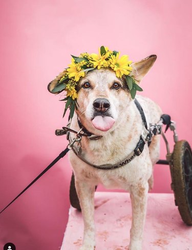 Всего 18 собак в цветочных коронах