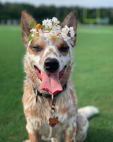 花の冠できれいに見えるちょうど18匹の犬 