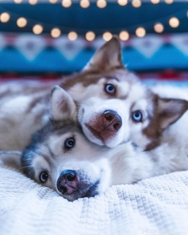 16 perfect gezonde foto s van honden