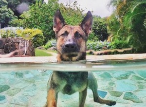 17 крутых собак купаются в прохладных бассейнах