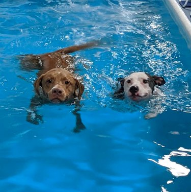 17 cachorros legais dando um mergulho em piscinas legais