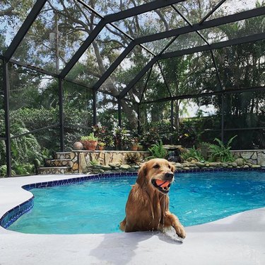 17 chiens sympas se baignant dans des piscines sympas