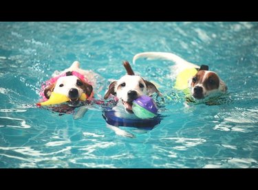 17 cani fantastici che fanno un tuffo in piscine fantastiche