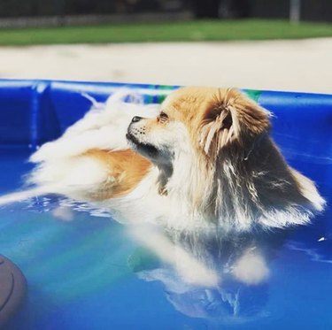 17 coola hundar som tar ett dopp i svala pooler