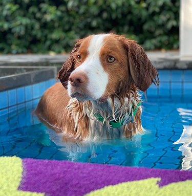 涼しいプールに浸る17匹の涼しい犬 