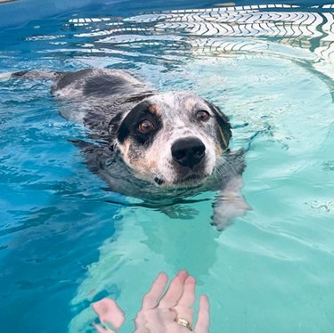 17 cachorros legais dando um mergulho em piscinas legais