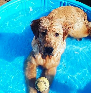 涼しいプールに浸る17匹の涼しい犬 