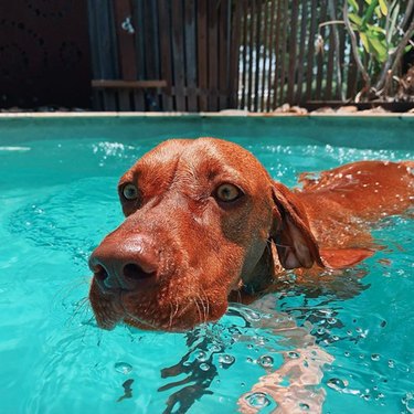 17 chiens sympas se baignant dans des piscines sympas