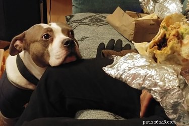 17 honden die verlangend naar eten staren