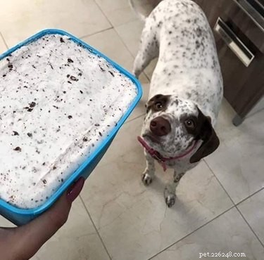 17 psů toužebně zírajících na jídlo