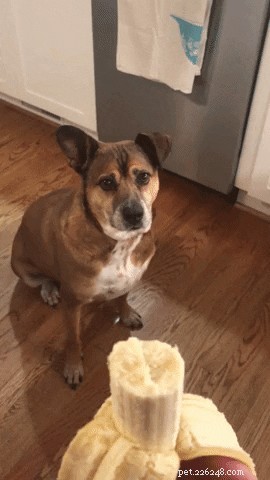 17 cani che guardano con desiderio il cibo