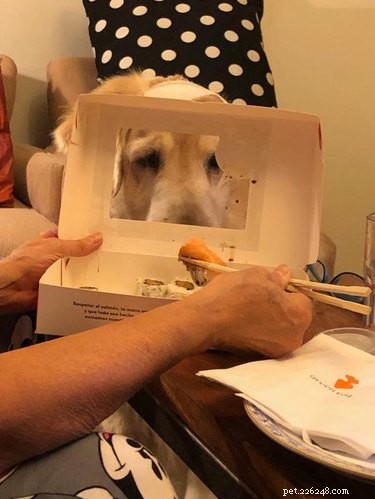 17 honden die verlangend naar eten staren