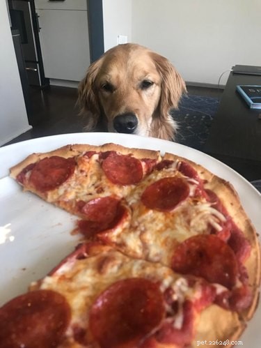 17 cães olhando ansiosamente para a comida