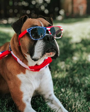 17 hundar som är äkta patrioter