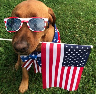 17 honden die echte patriotten zijn